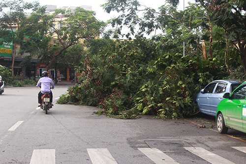 Hà Nội khẩn trương dọn cây đổ sau dông lốc ảnh 16